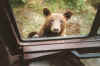 Bear 5.jpg (252855 bytes)