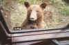 Bear 6.jpg (270860 bytes)